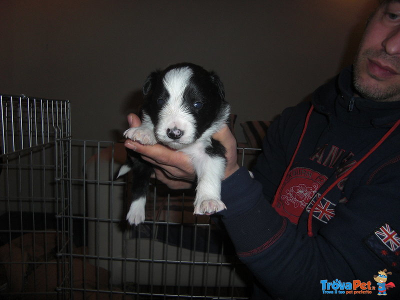 Cuccioli Border Collie - Foto n. 4