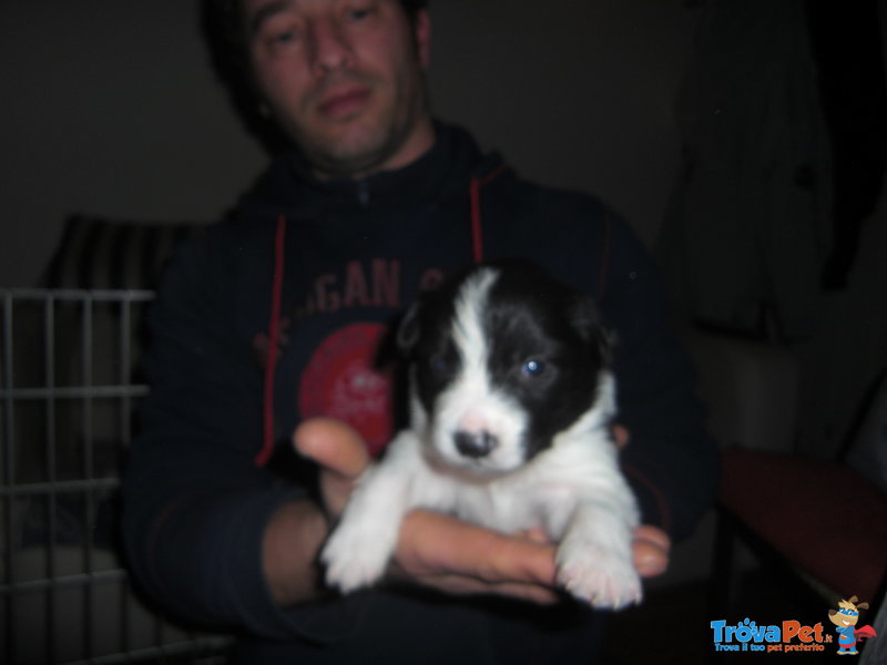 Cuccioli Border Collie - Foto n. 5