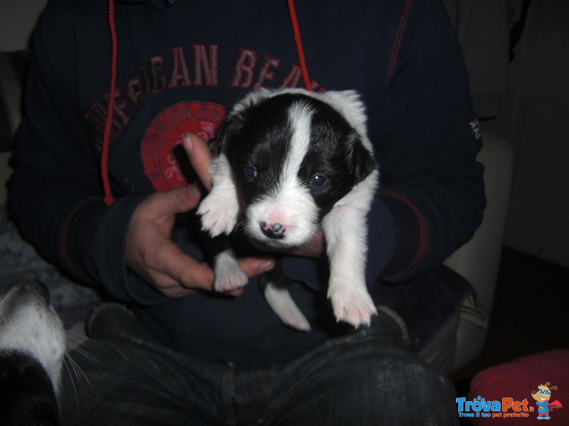 Cuccioli Border Collie - Foto n. 6