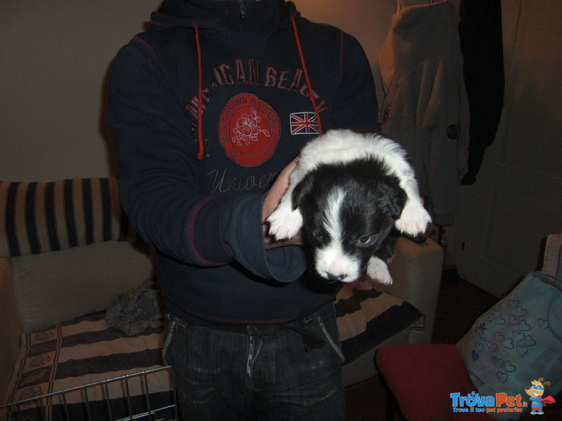 Cuccioli Border Collie - Foto n. 7