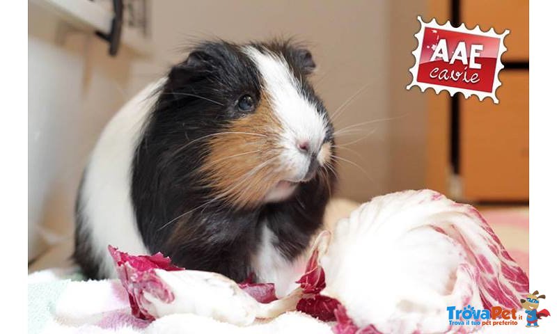 Lu, Cavia in Adozione - Foto n. 1