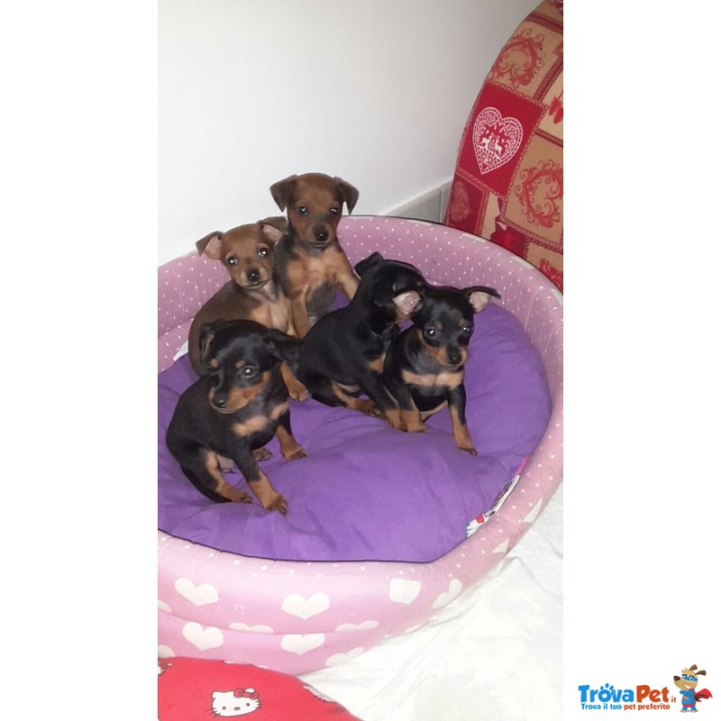 Vendo Cuccioli di Pinscher - Foto n. 1