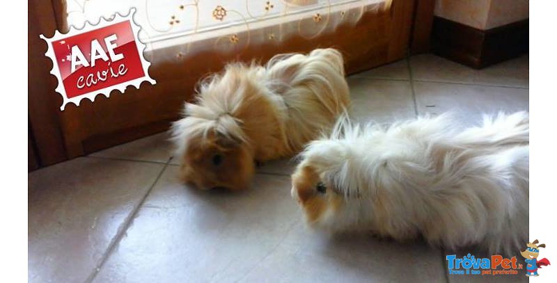 Cali e Rose, Cavie in Adozione - Foto n. 1