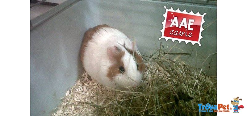 Eta Beta, Cavia in Adozione - Foto n. 1