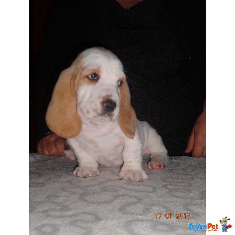 Cuccioli Bassethound Bianco/arancio - Foto n. 1