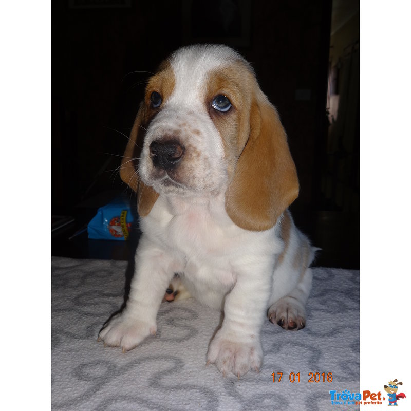 Cuccioli Bassethound Bianco/arancio - Foto n. 3