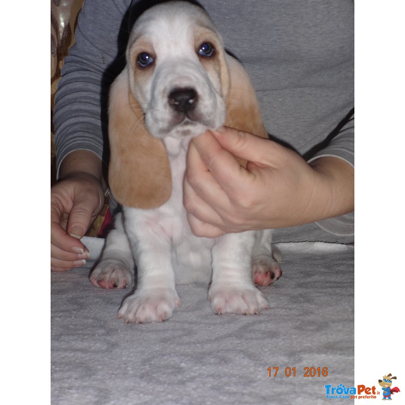 Cuccioli Bassethound Bianco/arancio - Foto n. 4