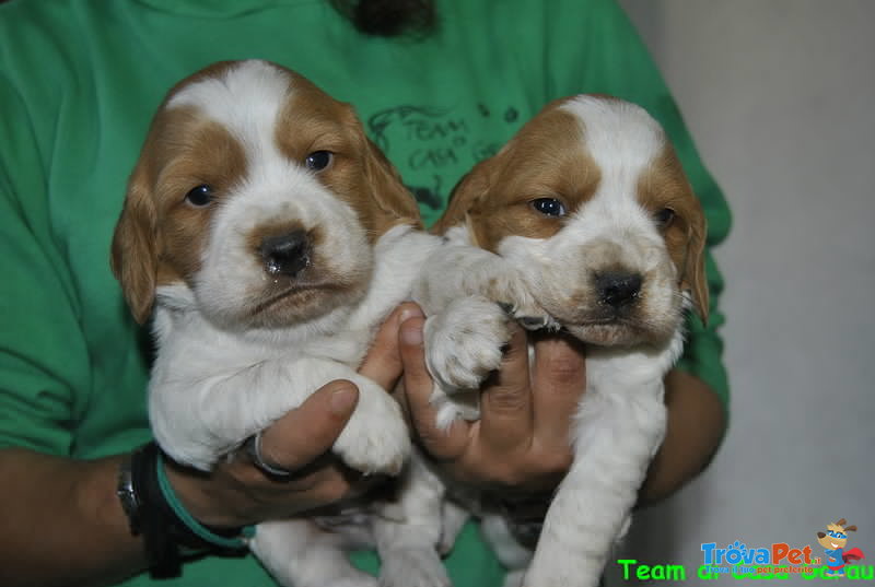 Cuccioli Breton - Foto n. 2