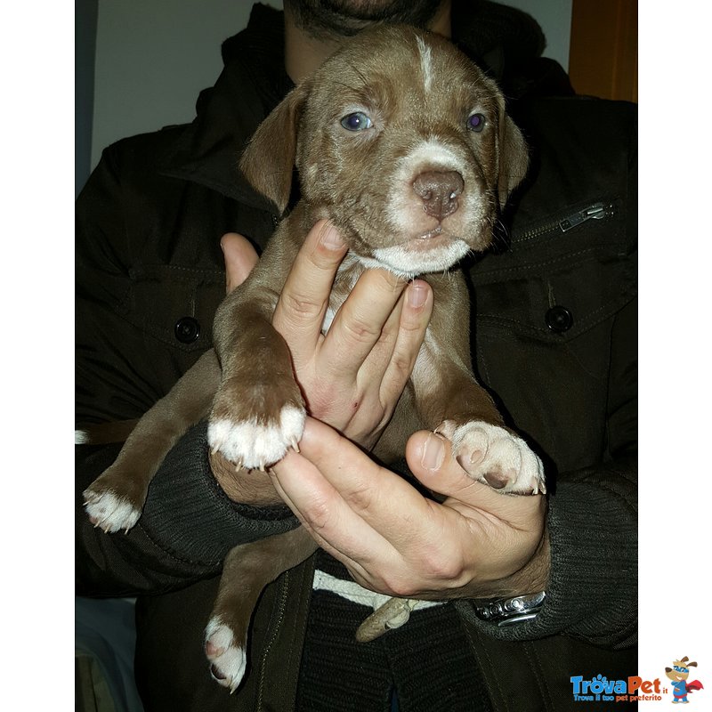 Cuccioli di American Pitbull Terrier - Foto n. 2