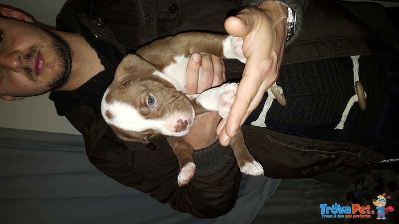 Cuccioli di American Pitbull Terrier - Foto n. 7