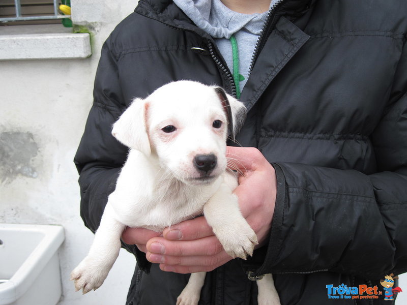 Cuccioli jack Russell - Foto n. 1