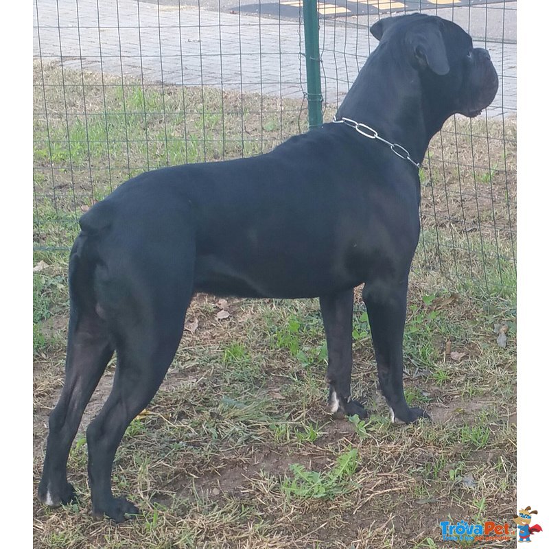 Cane Corso Maschio per Accoppiamento - Foto n. 2