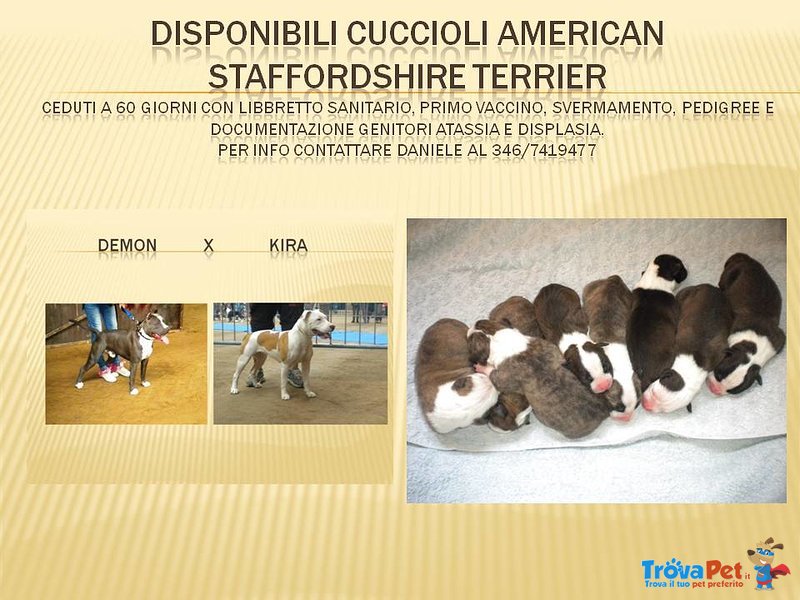 Cuccioli American Staffordshire Terrier - Foto n. 1