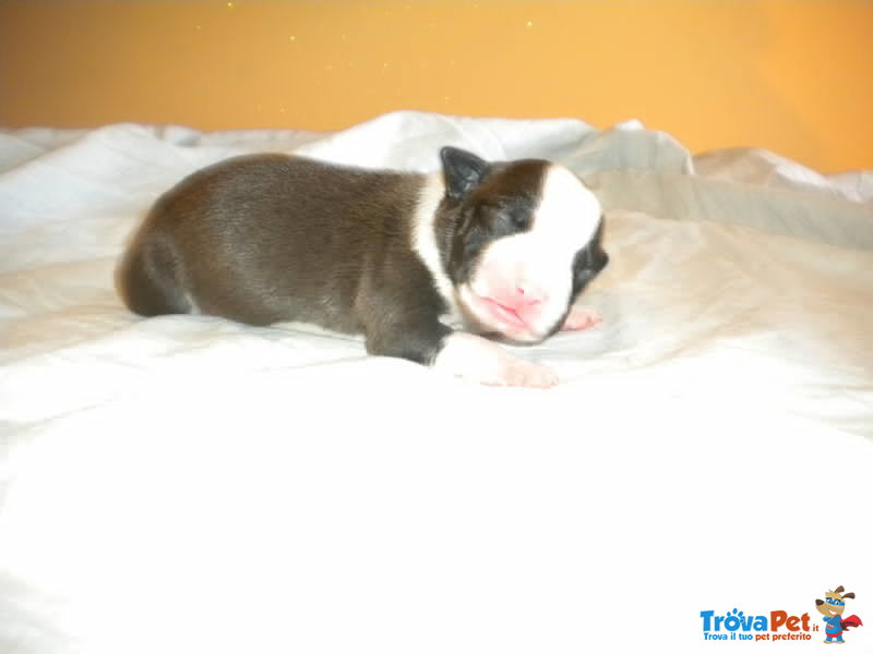 Cuccioli American Staffordshire Terrier - Foto n. 3