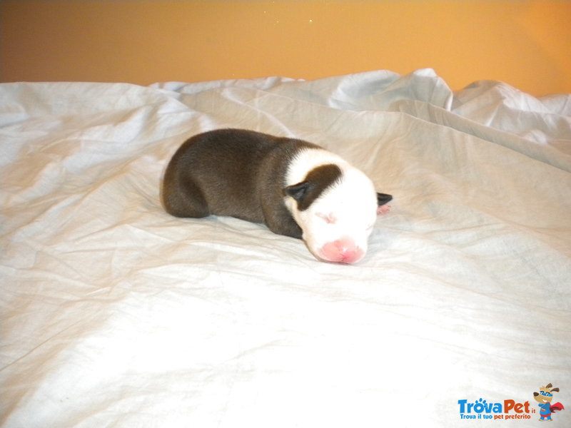 Cuccioli American Staffordshire Terrier - Foto n. 4