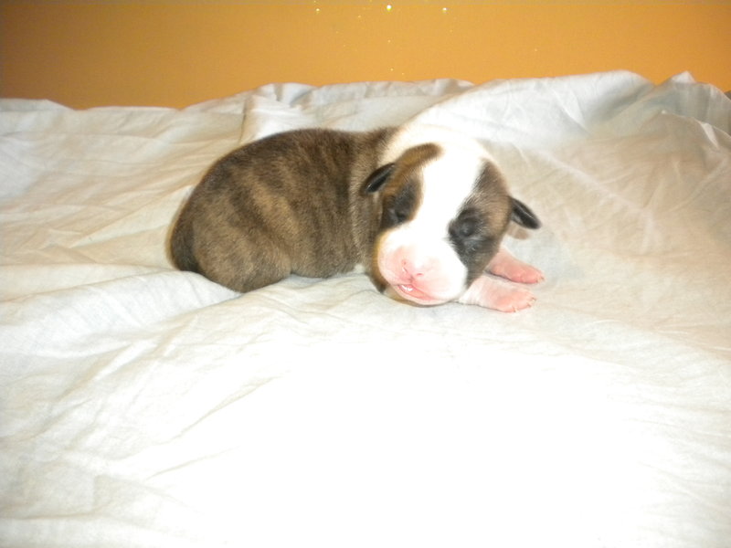 Cuccioli American Staffordshire Terrier - Foto n. 5