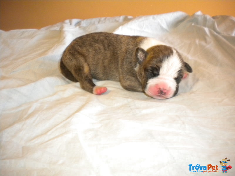 Cuccioli American Staffordshire Terrier - Foto n. 6