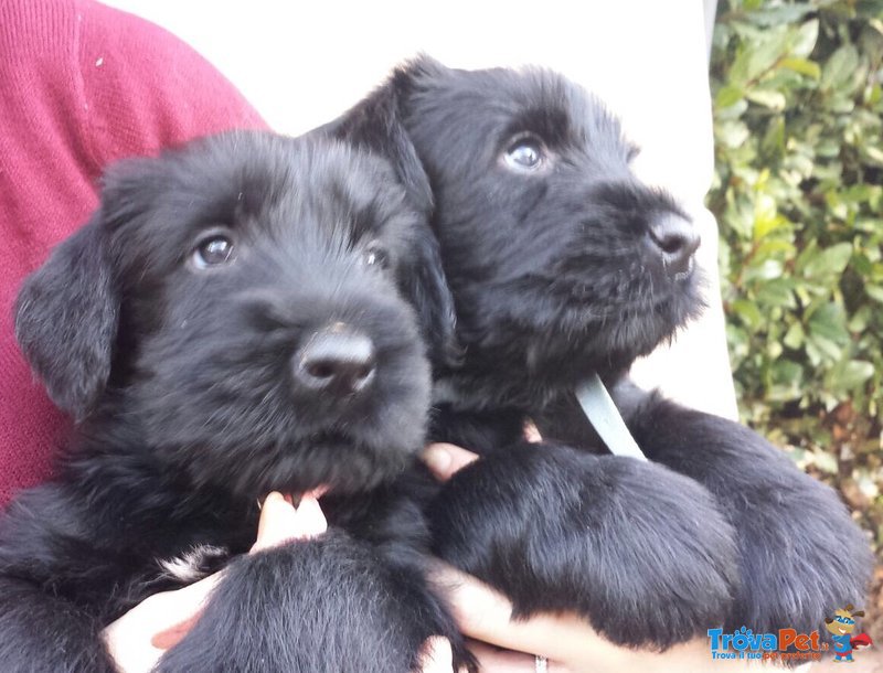 Vendesi Cuccioli di Schnauzer - Foto n. 3