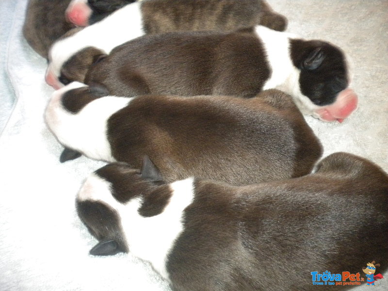 Cuccioli American Staffordshire Terrier - Foto n. 8