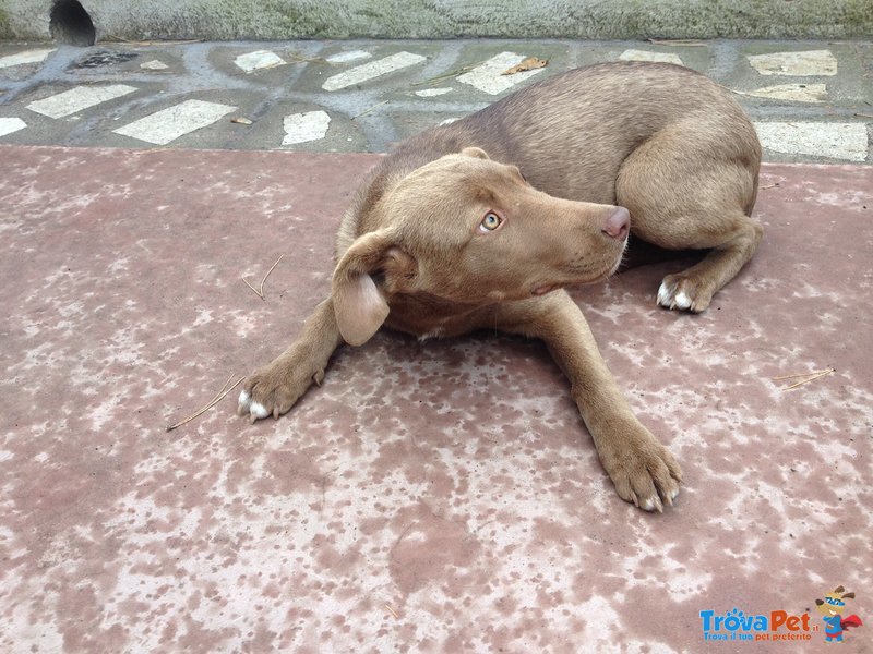 Castagna, Cucciola da Adottare - Foto n. 3