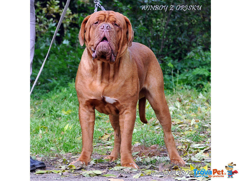 Due Cuccioli Maschi Dogue de Bordeaux - Foto n. 2