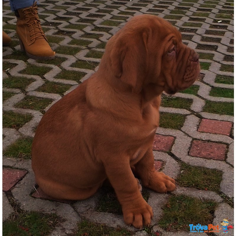 Due Cuccioli Maschi Dogue de Bordeaux - Foto n. 1