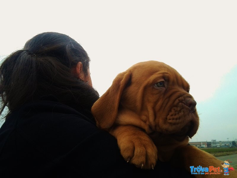 Due Cuccioli Maschi Dogue de Bordeaux - Foto n. 3