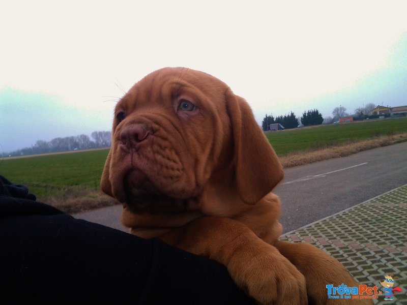 Due Cuccioli Maschi Dogue de Bordeaux - Foto n. 4