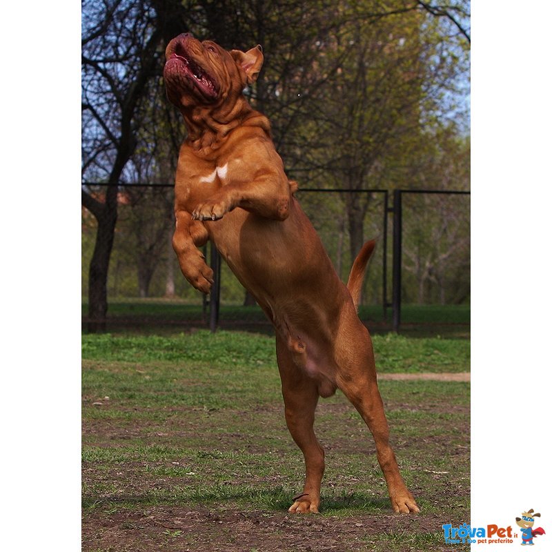 Due Cuccioli Maschi Dogue de Bordeaux - Foto n. 7