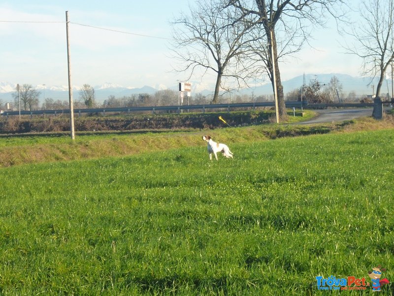 Pointer Inglese Cuccioli - Foto n. 3