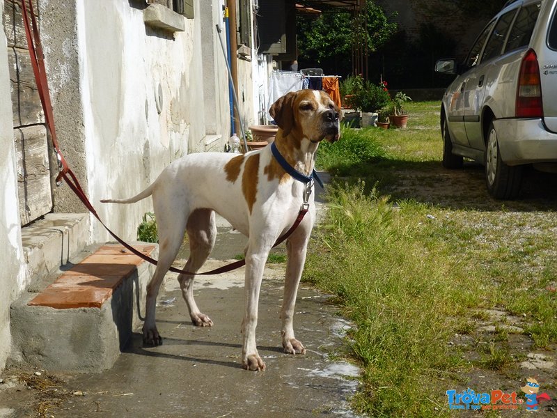 Pointer Inglese Cuccioli - Foto n. 4