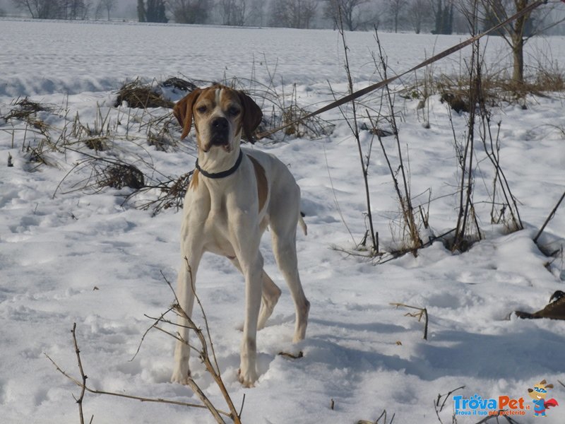 Pointer Inglese Cuccioli - Foto n. 5