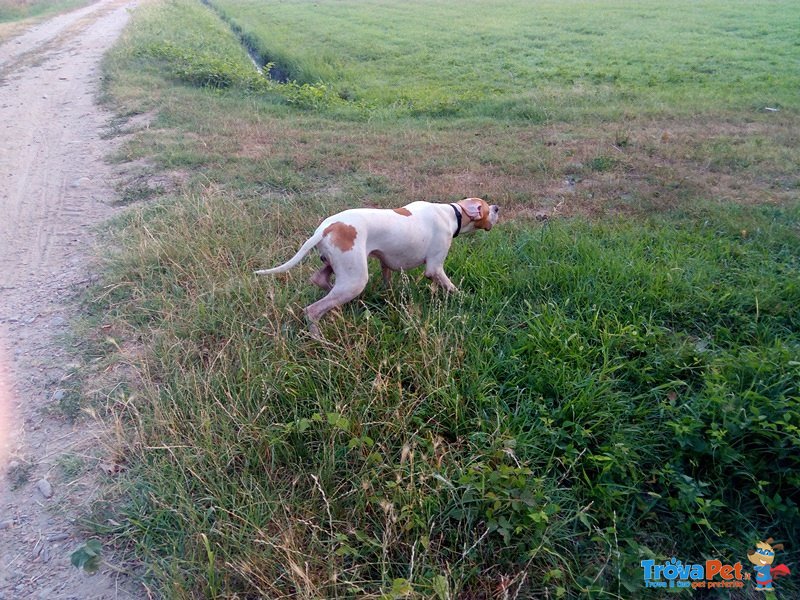 Pointer Inglese Cuccioli - Foto n. 7