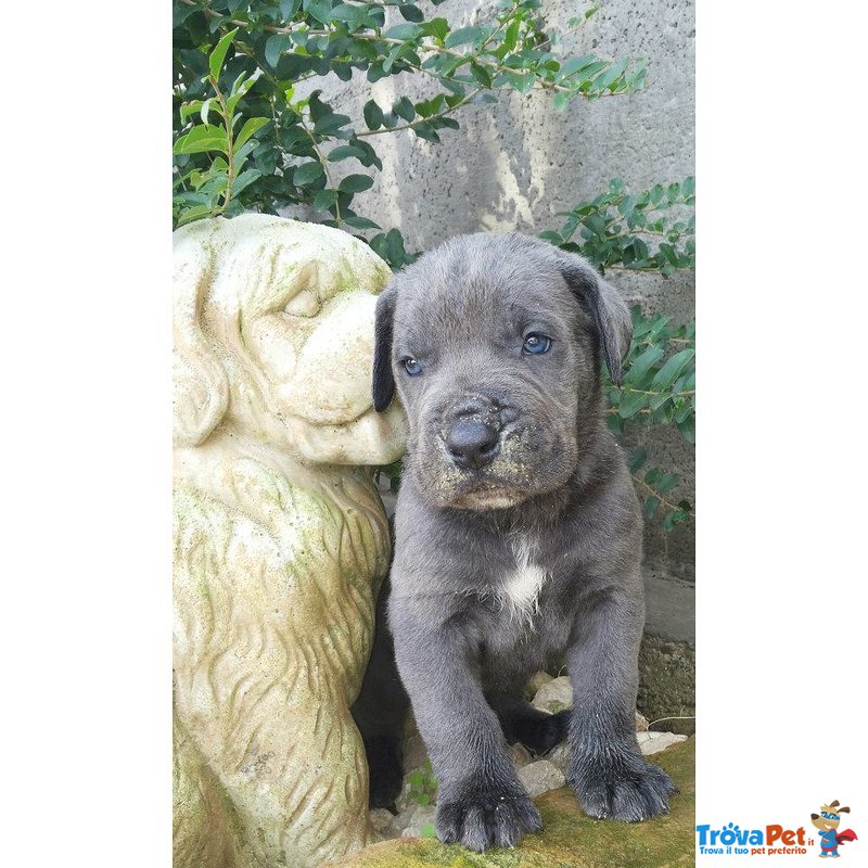 Cucciola e Cuccioli cane Corso - Foto n. 2