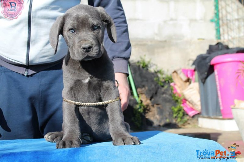 Cucciola e Cuccioli cane Corso - Foto n. 3