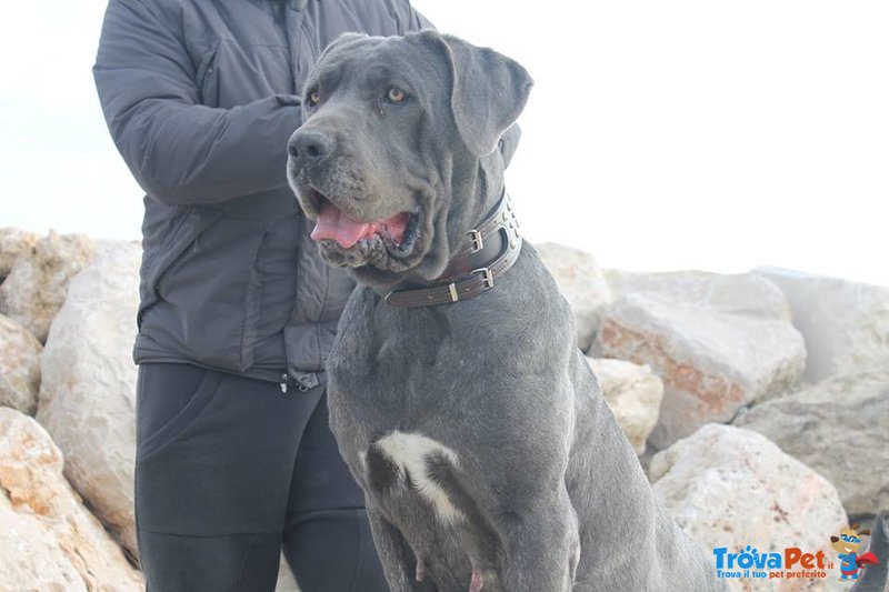 Cucciola e Cuccioli cane Corso - Foto n. 6