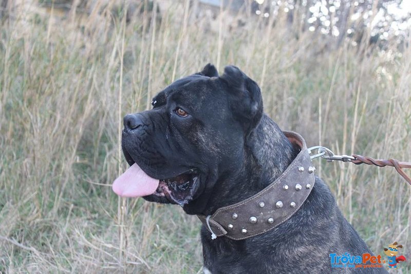 Cucciola e Cuccioli cane Corso - Foto n. 7