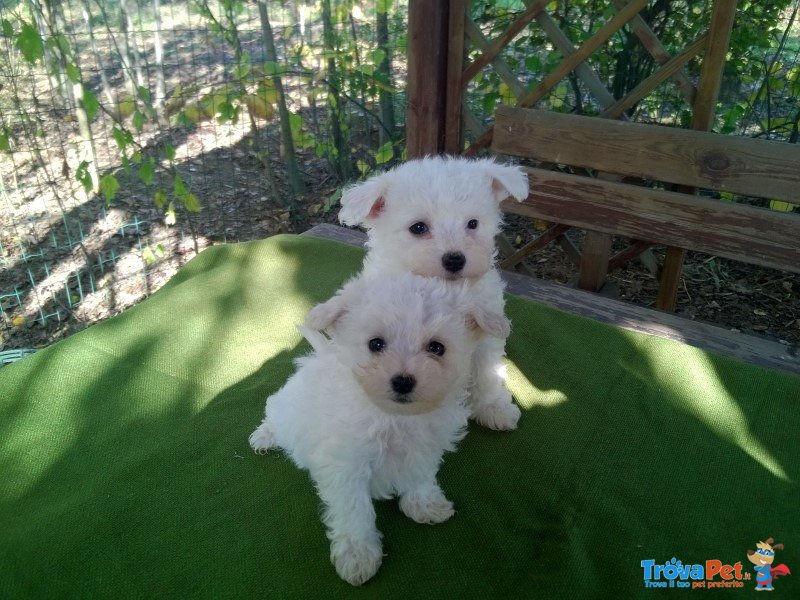 Cuccioli Bolognese - Foto n. 1