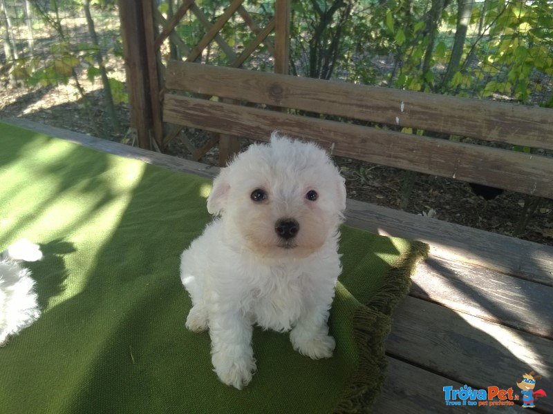 Cuccioli Bolognese - Foto n. 2