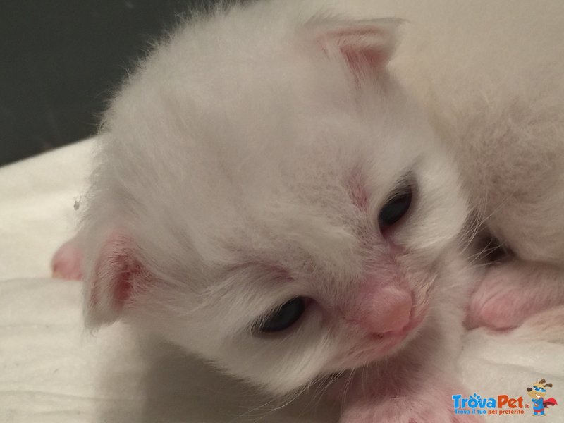 Cuccioli di Gatti Sacro di Birmania - Foto n. 1