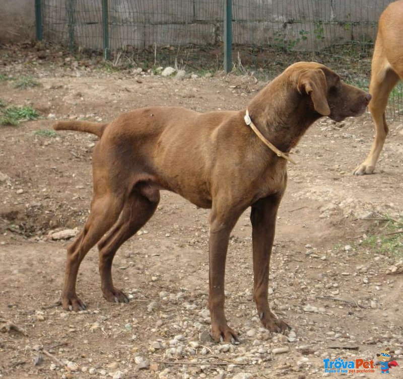 Nando, Bracco Dolcissimo Necessita Adozione del Cuore - Foto n. 1