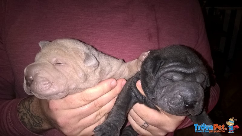 Sharpei - Cuccioli - Foto n. 1