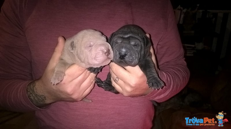 Sharpei - Cuccioli - Foto n. 2