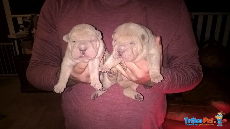 Sharpei - Cuccioli - Foto n. 3