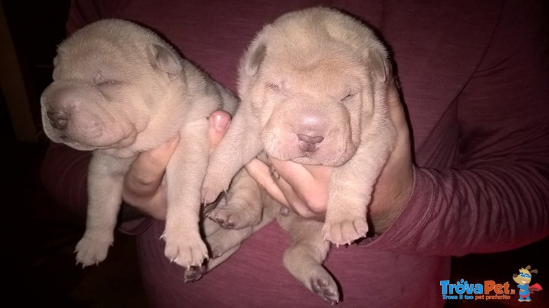 Sharpei - Cuccioli - Foto n. 4