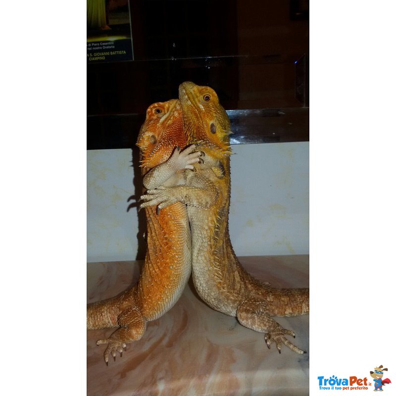 Coppia Pogona Vitticeps (drago Barbuto) Orange/red - Foto n. 1