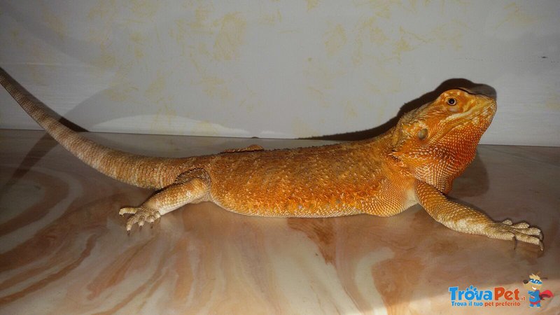 Coppia Pogona Vitticeps (drago Barbuto) Orange/red - Foto n. 2