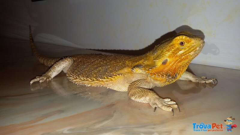 Coppia Pogona Vitticeps (drago Barbuto) Orange/red - Foto n. 3