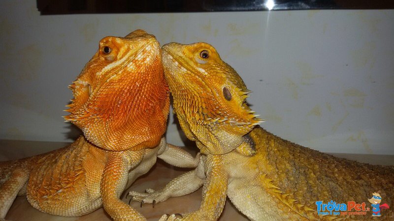 Coppia Pogona Vitticeps (drago Barbuto) Orange/red - Foto n. 6