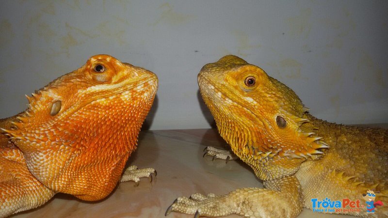 Coppia Pogona Vitticeps (drago Barbuto) Orange/red - Foto n. 8